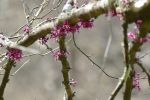PICTURES/Pigeon Mountain - Wildflowers in The Pocket/t_Red Bud.JPG